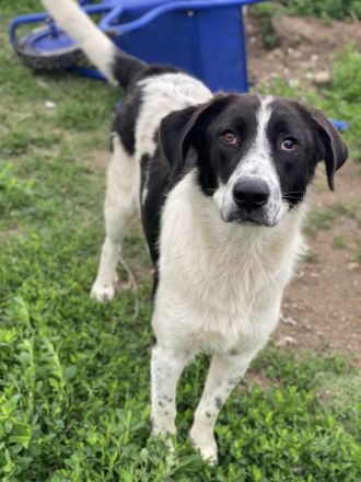 Dario Lorenzo, geb. ca. 11/2022, lebt in GRIECHENLAND, im städt. Tierheim Serres