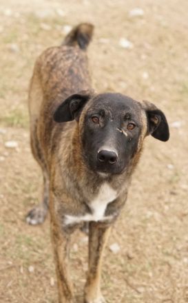 Daria, geb. ca. 12/2022, lebt in GRIECHENLAND, auf einer privaten Pflegestelle