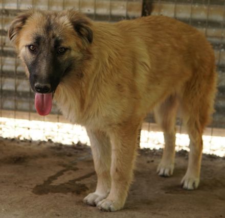 Hanja, geb. ca. 12/2022, lebt in GRIECHENLAND, auf einer privaten Pflegestelle