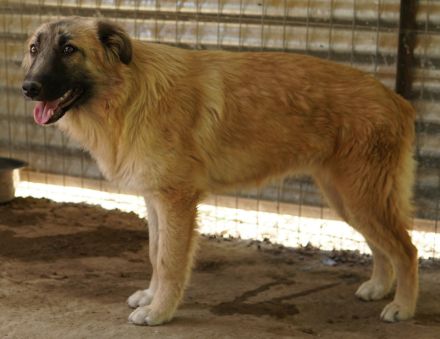 Hanja, geb. ca. 12/2022, lebt in GRIECHENLAND, auf einer privaten Pflegestelle