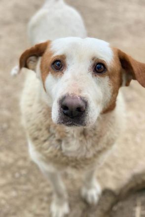 Lucero, geb. ca. 04/2016, lebt in GRIECHENLAND, im städt. Tierheim Serres