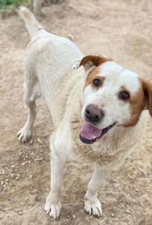 Lucero, geb. ca. 04/2016, lebt in GRIECHENLAND, im städt. Tierheim Serres