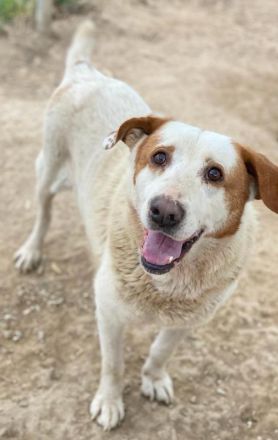 Lucero, geb. ca. 04/2016, lebt in GRIECHENLAND, im städt. Tierheim Serres