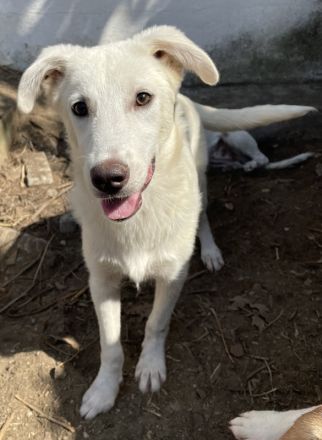 Nippon, geb. ca. 02/2022, lebt in GRIECHENLAND, auf einer privaten Pflegestelle