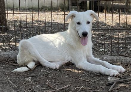 Nippon, geb. ca. 02/2022, lebt in GRIECHENLAND, auf einer privaten Pflegestelle