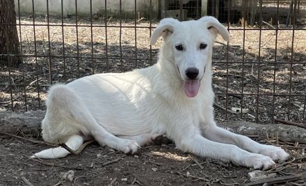 Nippon, geb. ca. 02/2022, lebt in GRIECHENLAND, auf einer privaten Pflegestelle