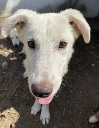 Nippon, geb. ca. 02/2022, lebt in GRIECHENLAND, auf einer privaten Pflegestelle