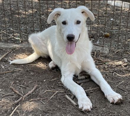 Nippon, geb. ca. 02/2022, lebt in GRIECHENLAND, auf einer privaten Pflegestelle