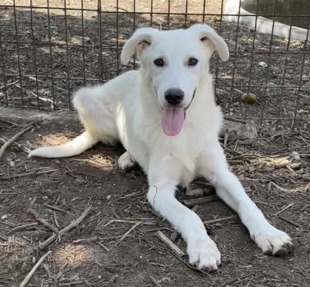 Nippon, geb. ca. 02/2022, lebt in GRIECHENLAND, auf einer privaten Pflegestelle