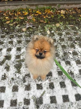 Pomeranian Welpe