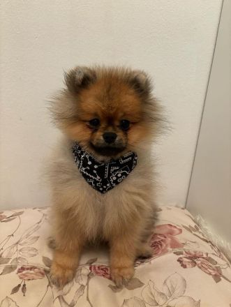 Pomeranian Welpe