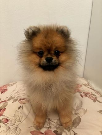 Pomeranian Welpe
