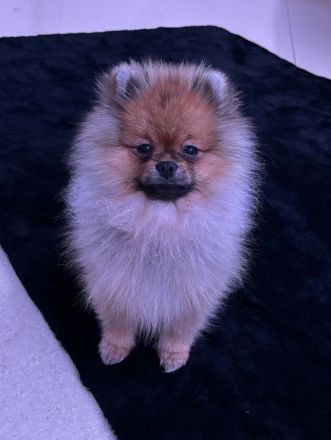 Pomeranian Welpe