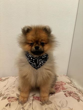 Pomeranian Welpe