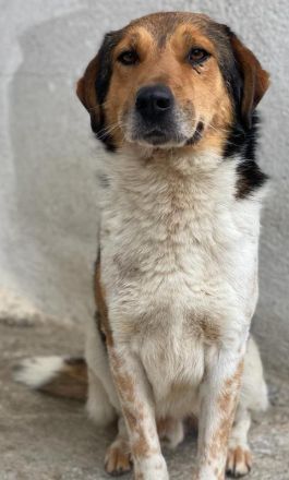 Noah, geb. ca. 10/2020, lebt in GRIECHENLAND, im städt. Tierheim Serres