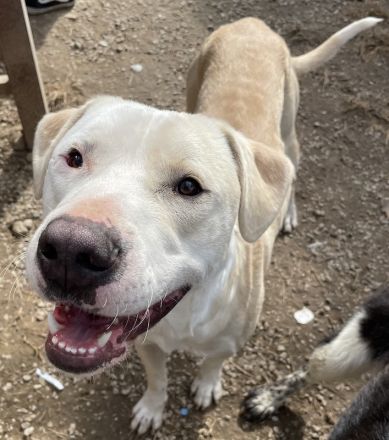 Tyson, geb. ca. 11/2022, lebt in GRIECHENLAND, im städt. Tierheim Serres