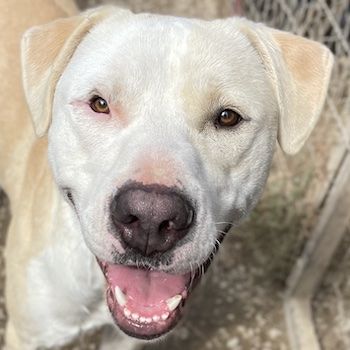 Tyson, geb. ca. 11/2022, lebt in GRIECHENLAND, im städt. Tierheim Serres