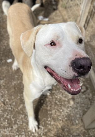 Tyson, geb. ca. 11/2022, lebt in GRIECHENLAND, im städt. Tierheim Serres