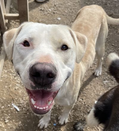 Tyson, geb. ca. 11/2022, lebt in GRIECHENLAND, im städt. Tierheim Serres