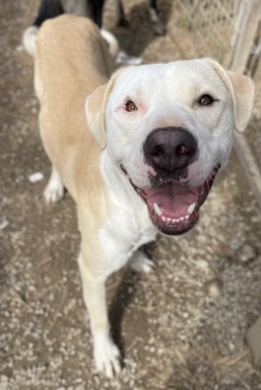 Tyson, geb. ca. 11/2022, lebt in GRIECHENLAND, im städt. Tierheim Serres