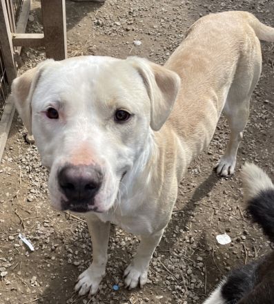 Tyson, geb. ca. 11/2022, lebt in GRIECHENLAND, im städt. Tierheim Serres