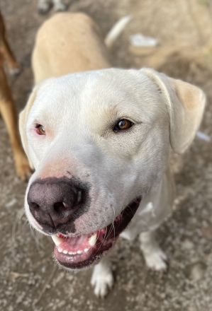 Tyson, geb. ca. 11/2022, lebt in GRIECHENLAND, im städt. Tierheim Serres