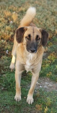 Fritz, geb. ca. 05/2022, lebt in GRIECHENLAND, im städt. Tierheim Serres