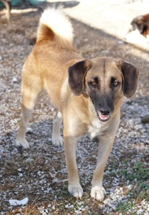 Fritz, geb. ca. 05/2022, lebt in GRIECHENLAND, im städt. Tierheim Serres