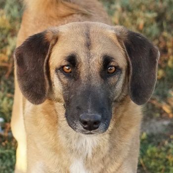 Fritz, geb. ca. 05/2022, lebt in GRIECHENLAND, im städt. Tierheim Serres