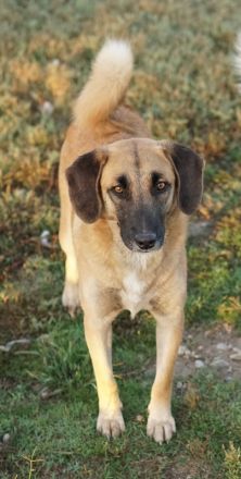Fritz, geb. ca. 05/2022, lebt in GRIECHENLAND, im städt. Tierheim Serres