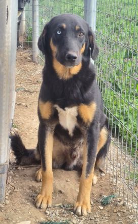 Harvard, geb. ca. 05/2022, lebt in GRIECHENLAND, im städt. Tierheim Serres