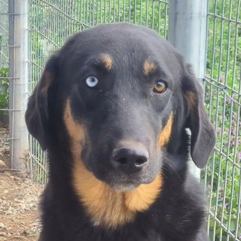 Harvard, geb. ca. 05/2022, lebt in GRIECHENLAND, im städt. Tierheim Serres