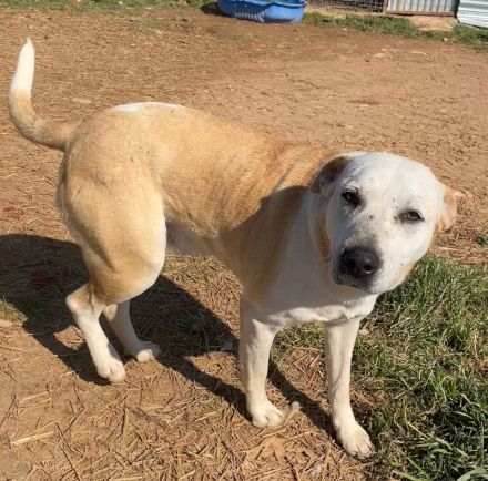 Ikarus, geb. ca. 04/2019, lebt in GRIECHENLAND, auf einem Gelände, auf dem die Hunde notdürftig vers