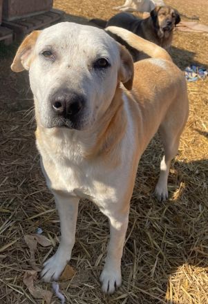 Ikarus, geb. ca. 04/2019, lebt in GRIECHENLAND, auf einem Gelände, auf dem die Hunde notdürftig vers