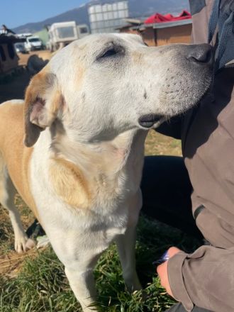Ikarus, geb. ca. 04/2019, lebt in GRIECHENLAND, auf einem Gelände, auf dem die Hunde notdürftig vers