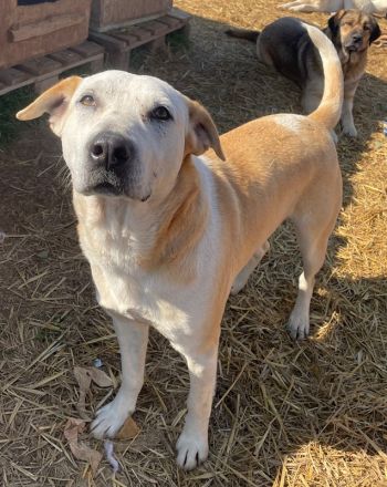 Ikarus, geb. ca. 04/2019, lebt in GRIECHENLAND, auf einem Gelände, auf dem die Hunde notdürftig vers