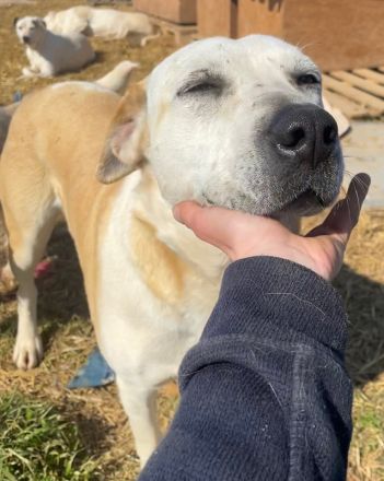 Ikarus, geb. ca. 04/2019, lebt in GRIECHENLAND, auf einem Gelände, auf dem die Hunde notdürftig vers