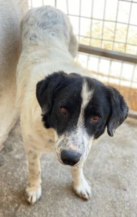 Valentino, geb. ca. 05/2021, lebt in GRIECHENLAND, im städt. Tierheim Serres