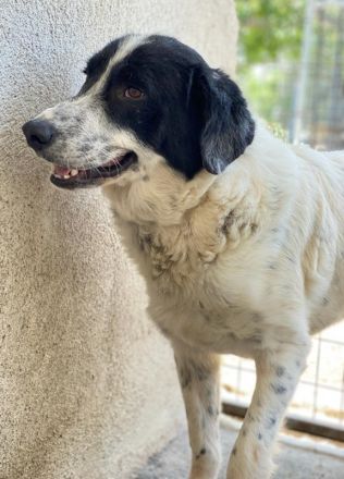 Valentino, geb. ca. 05/2021, lebt in GRIECHENLAND, im städt. Tierheim Serres