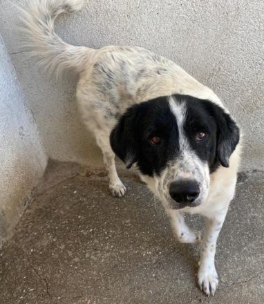 Valentino, geb. ca. 05/2021, lebt in GRIECHENLAND, im städt. Tierheim Serres