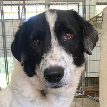 Valentino, geb. ca. 05/2021, lebt in GRIECHENLAND, im städt. Tierheim Serres