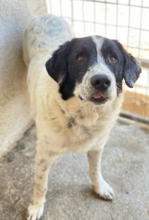 Valentino, geb. ca. 05/2021, lebt in GRIECHENLAND, im städt. Tierheim Serres