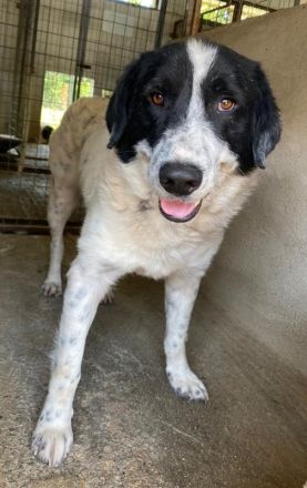 Valentino, geb. ca. 05/2021, lebt in GRIECHENLAND, im städt. Tierheim Serres