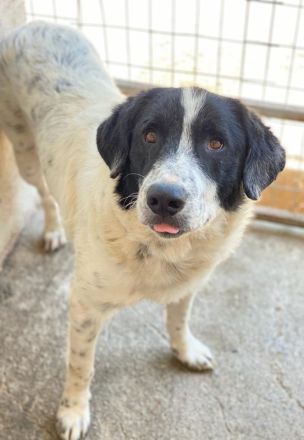 Valentino, geb. ca. 05/2021, lebt in GRIECHENLAND, im städt. Tierheim Serres