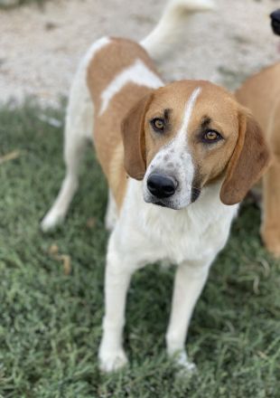 Tonio, geb. ca. 03/2022, lebt in GRIECHENLAND, im städt. Tierheim Serres