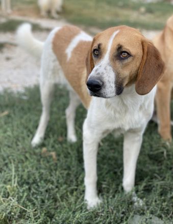 Tonio, geb. ca. 03/2022, lebt in GRIECHENLAND, im städt. Tierheim Serres