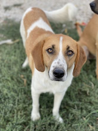 Tonio, geb. ca. 03/2022, lebt in GRIECHENLAND, im städt. Tierheim Serres