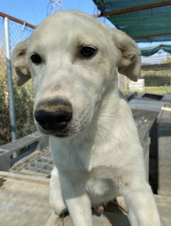 Tassilo, geb. ca. 04/2021, lebt in GRIECHENLAND, im städt. Tierheim Serres