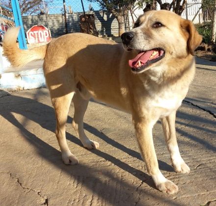 Spike, geb. ca. 05/2019, lebt in GRIECHENLAND, im städt. Tierheim Serres