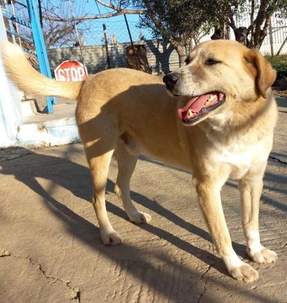 Spike, geb. ca. 05/2019, lebt in GRIECHENLAND, im städt. Tierheim Serres